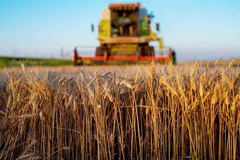 Photo of a combine harvester working in a wheat field