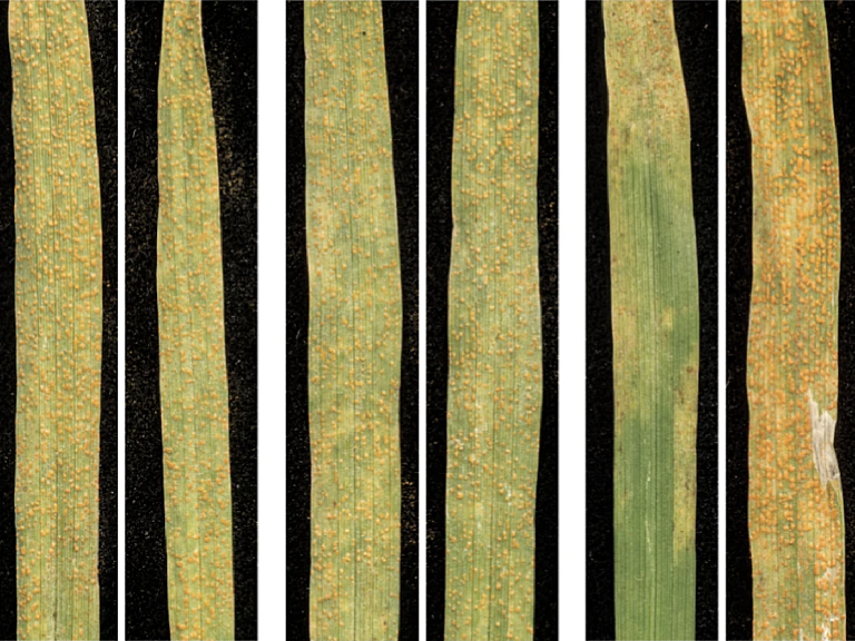 Image showing barley leaves infected with wheat stripe rust. Some leaves show varying degrees of resistance to the disease.