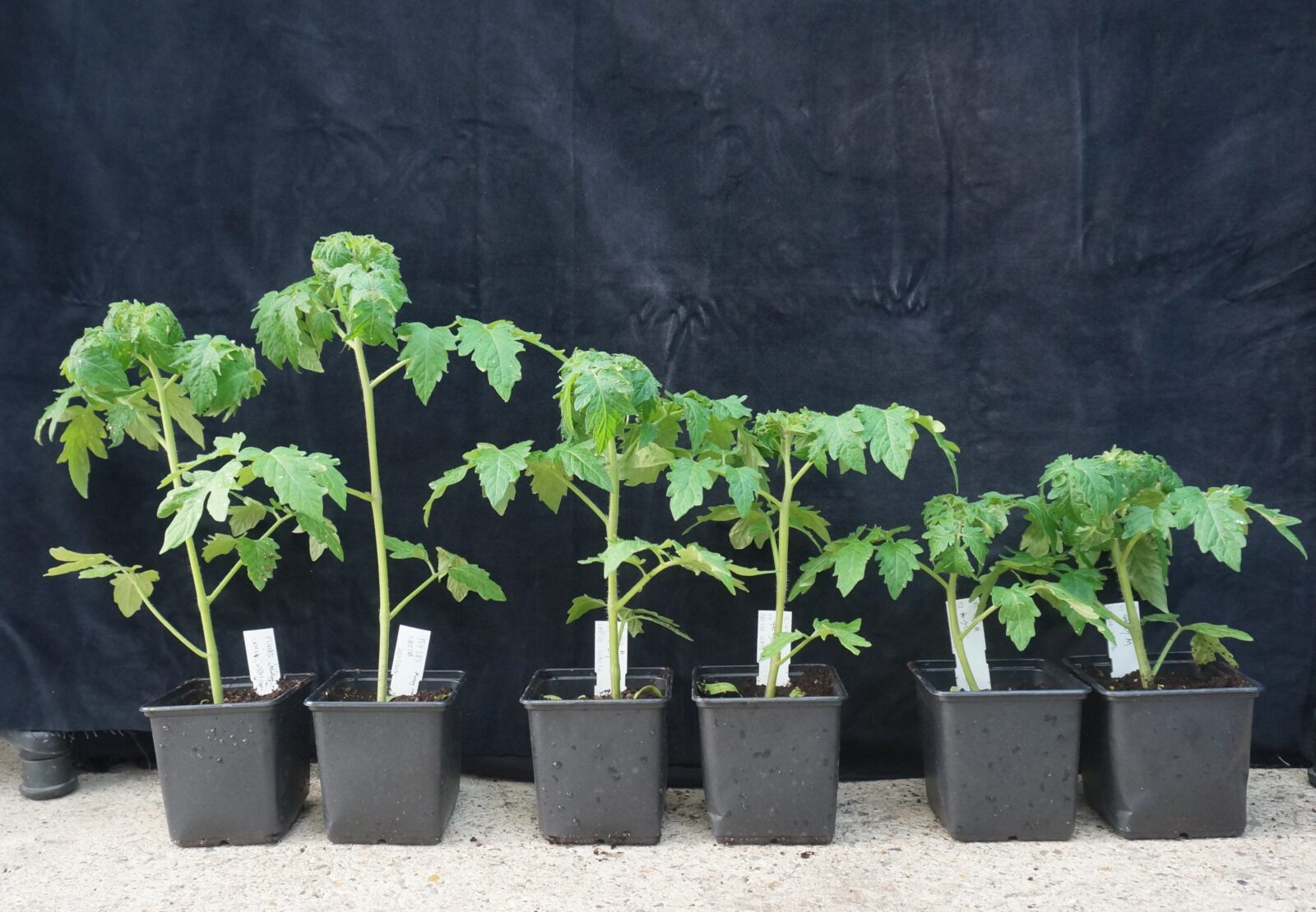 Photograph of tomato plants modified so that they adopt a dwarf habit