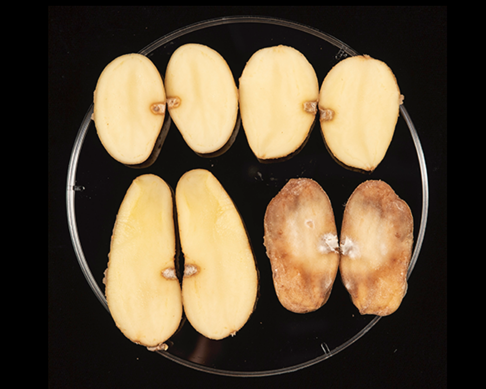 Image showing a group of potato tubers cut in half, the GM varieties show no signs of blight but the non-GM variety is brown due to blight infection.