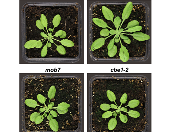 Example figure from George et al (2022) showing 4 Arabidopis plants with the designations Col-0, CBE1-2, mob7, cbe1-2