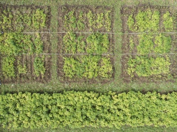 Aerial photo of late blight trial plots
