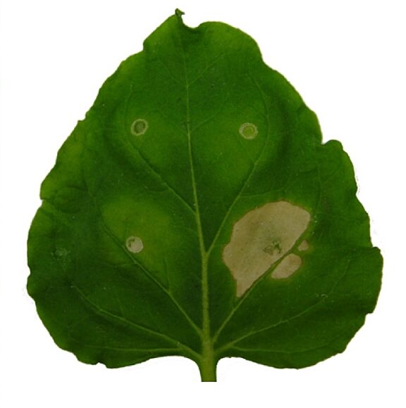 Nicotiana benthamiana leaf showing reactions to plant pathogens