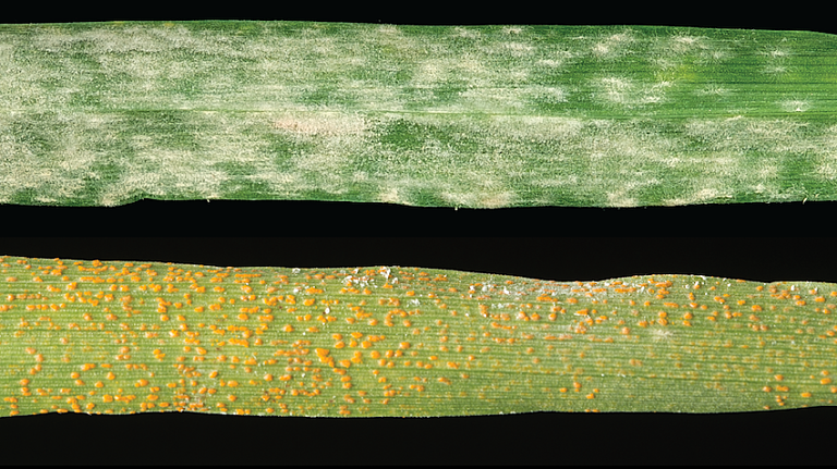 Images of barley powdery mildew and wheat stripe rust on cereal leaves