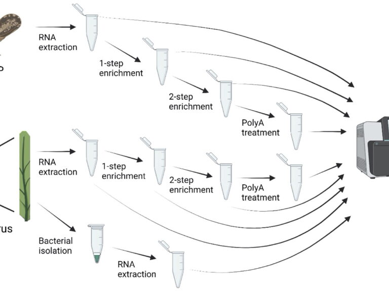 Figure from De Francesco et al (2022) showing a schematic of how experiments were conducted