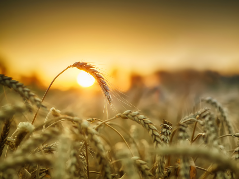 Image showing some ears of wheat at sunset