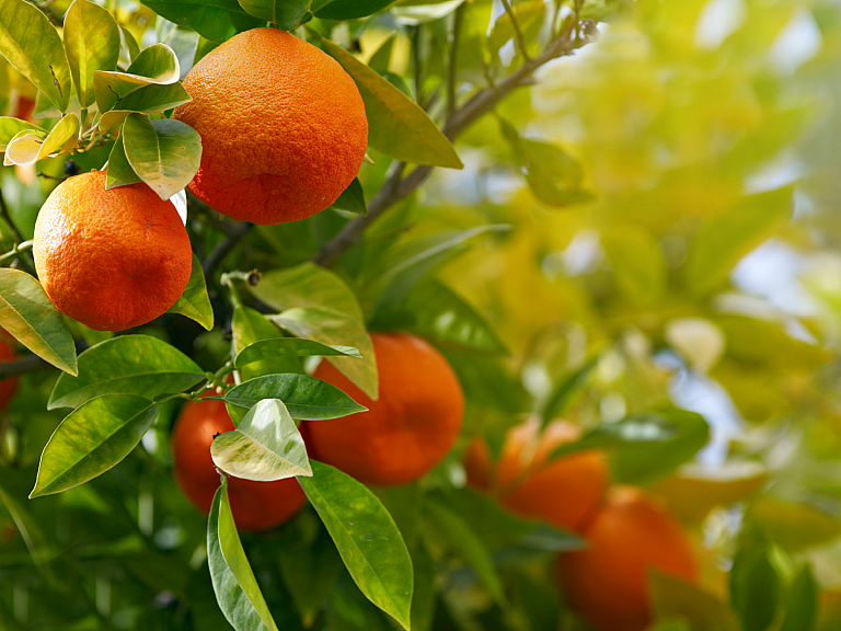 Photo of some oranges growing on an orange tree