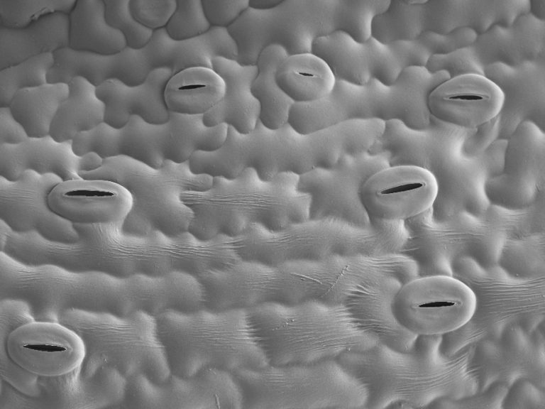 Cryo-SEM image showing stomata on the surface of a yarrow leaf. Photo Credit: Kim Findlay, John Innes Centre BioImaging Facility.