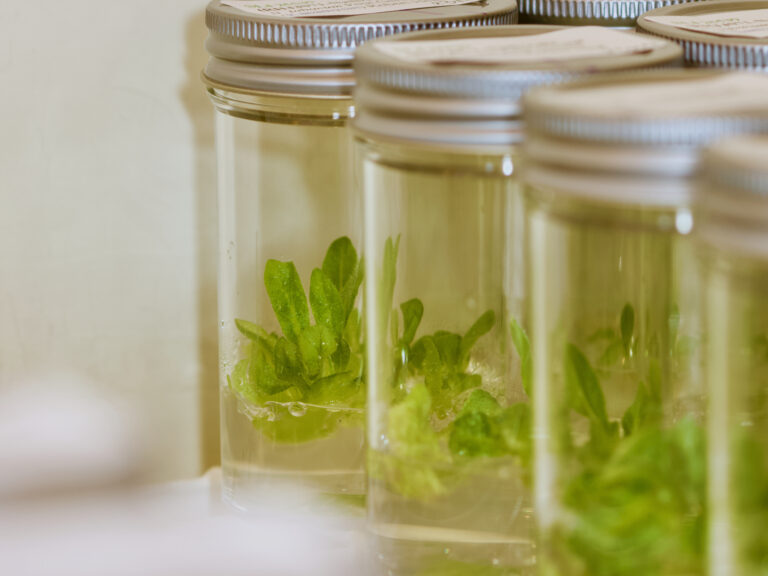 Photograph of tissue culture plantlets being grown in plastic vessels