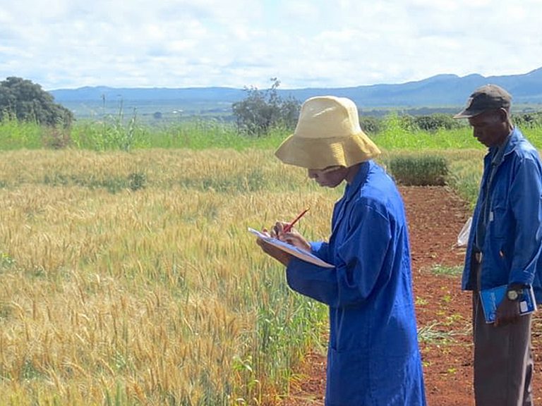 Scientists note the effects of wheat blast in the Mpika district of Zambia