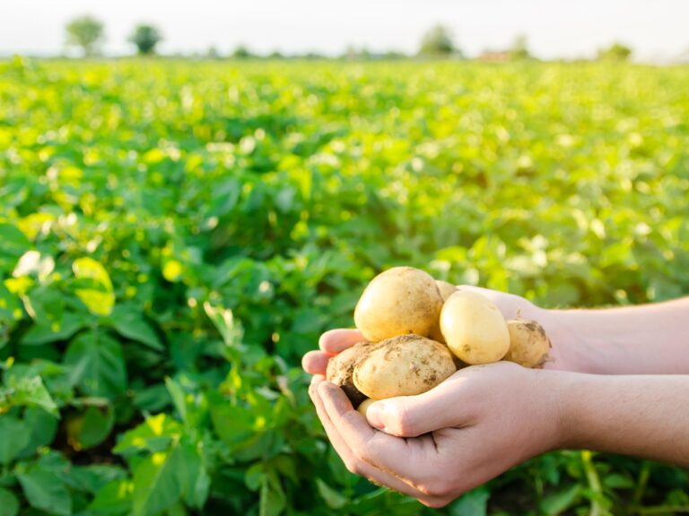 Fresh young potatoes being held in the hands of a farmer against a background of a potato crop in the field