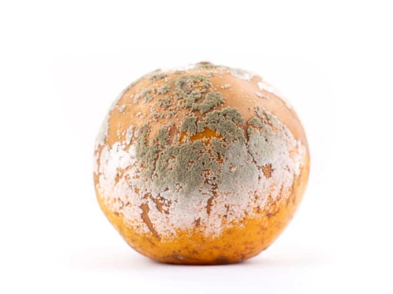 Photograph of a mouldy orange
