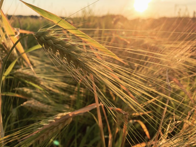 Image showing an ear of wheat against a sky with the sun low on the horizon