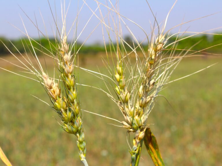 Two ears of wheat showing bleached spikes, the symptoms of wheat blast infection.