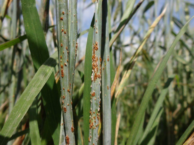 Symptoms of wheat stem rust