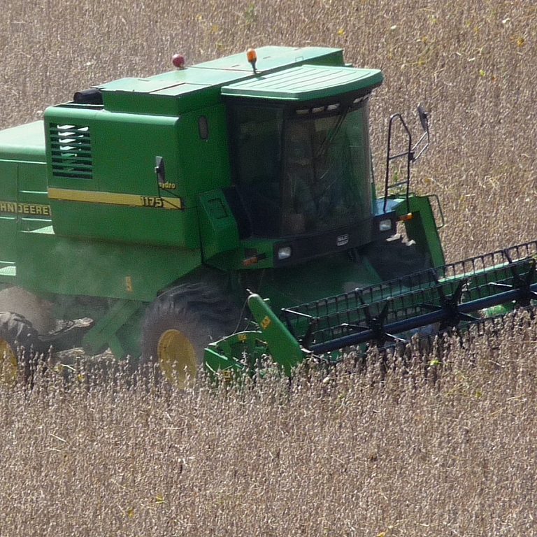 Soybean field being harvested by combine