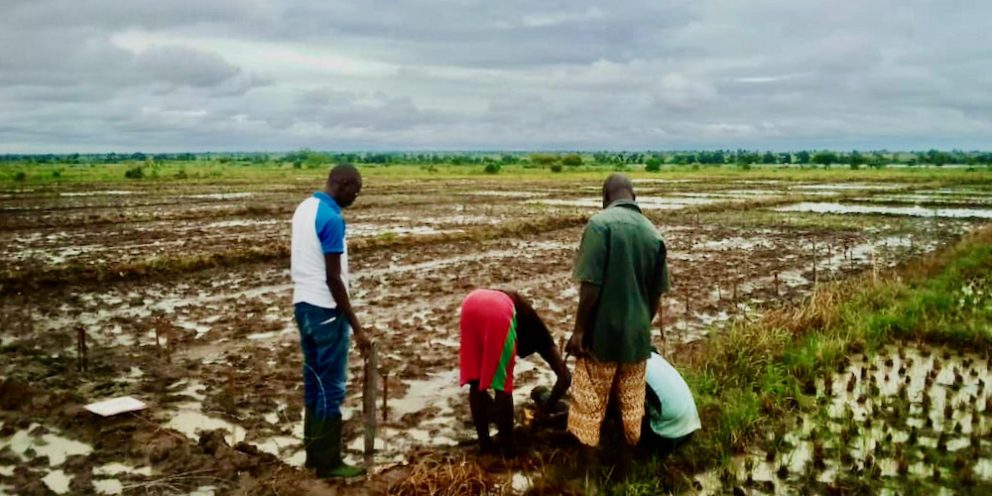 Colleagues of the rice blast project sowing seeds at one of the field testing plots in Kenya.