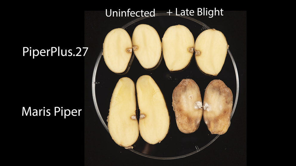 Photograph showing potato tubers that are either resistant or not to tuber blight