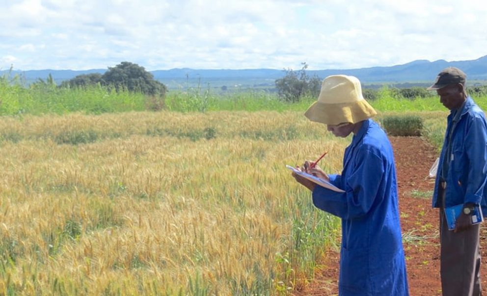 Scientists note the effects of wheat blast in the Mpika district of Zambia.